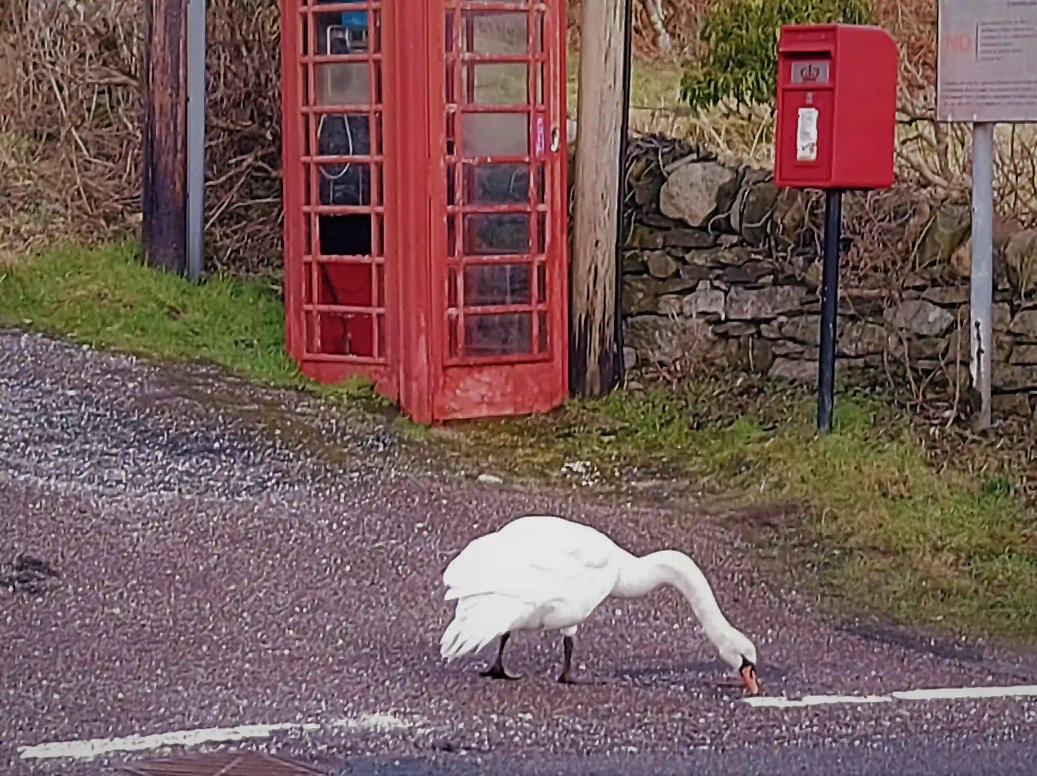A swan walks past Tayvallich Shop